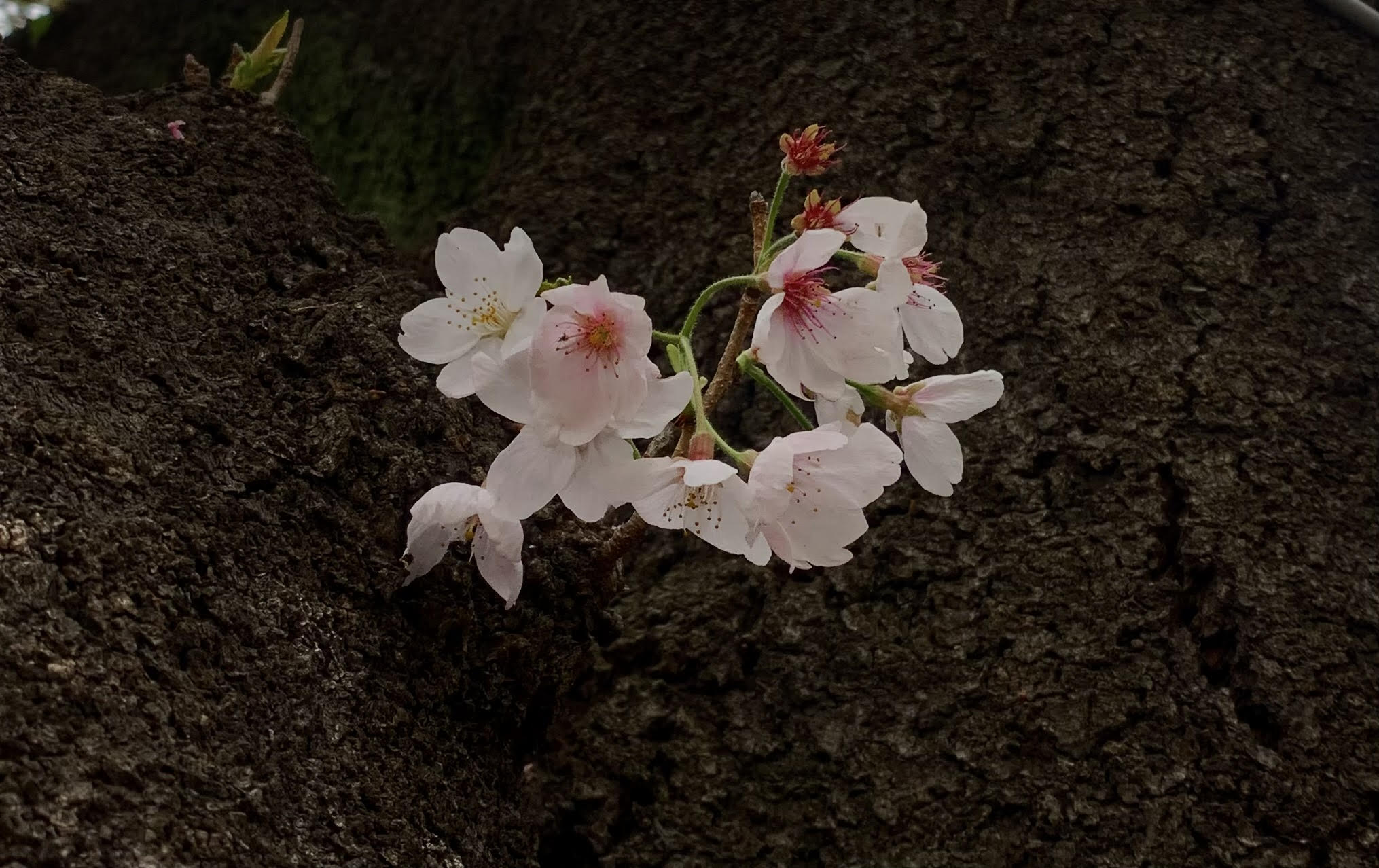 जापानको ‘साकुरा संसार’