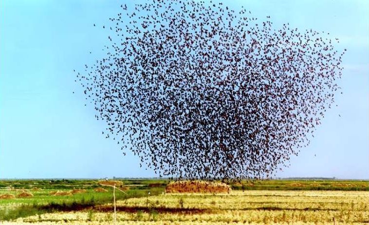 तान्जानियामा धानबाली जोगाउन लाखौं क्वेलिया चरा मारियो