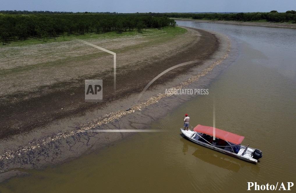 अमेजनमा पानीको तापक्रम बढेपछि १०० भन्दा बढी डल्फिन मृत भेटिए