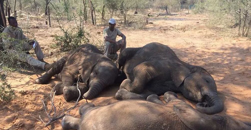 जिम्बाब्वेमा खडेरी : पानीको अभावमा १०० हात्ती मरे