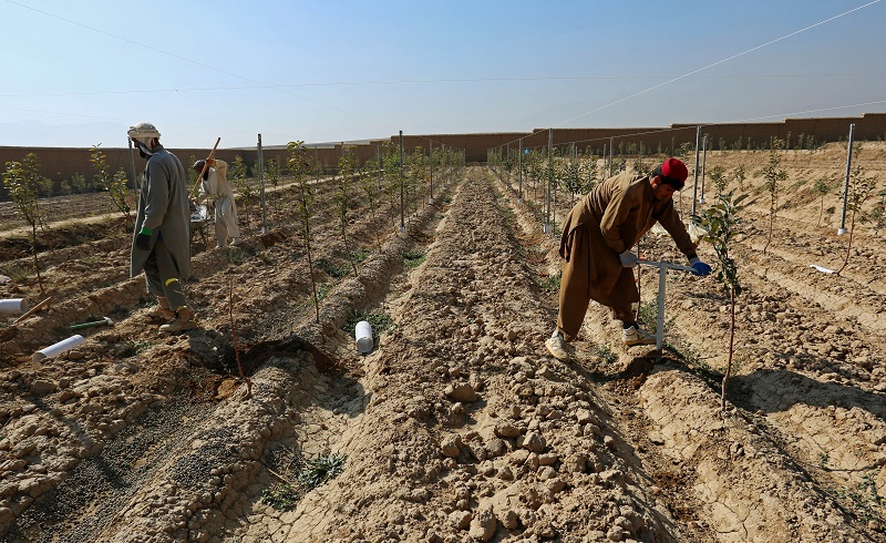 अफगानको कृषि क्षेत्रको विकास गर्न ३० करोड अमेरिकी डलर विनियोजन