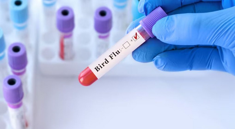 जापानको २ नगरमा बर्डफ्लुको सङ्क्रमण, उच्च सतर्कता अपनाउन आग्रह