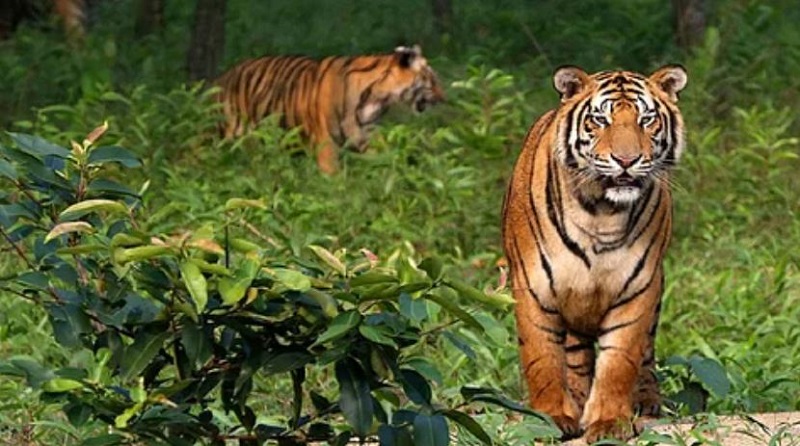 बङ्गलादेशमा बढ्यो बाघको सङ्ख्या