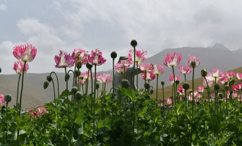 अफगानिस्तानमा अफिम उत्पादन गरेको आरोपमा १०० जना पक्राउ