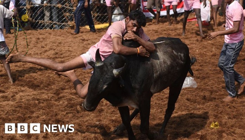 भारतको तमिलनाडुमा साँढे जुधाई क्रममा ७ जनाको मृत्यु, ४०० घाइते