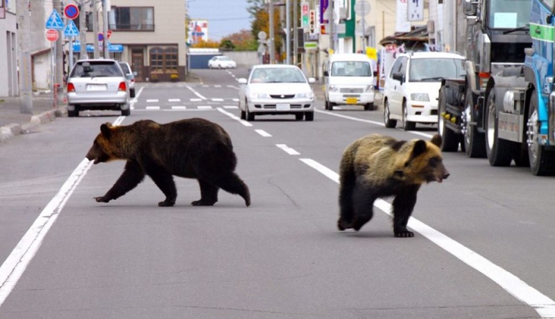 जापानमा भालुको आक्रमण तीव्र, १३ जनाको मृत्यु