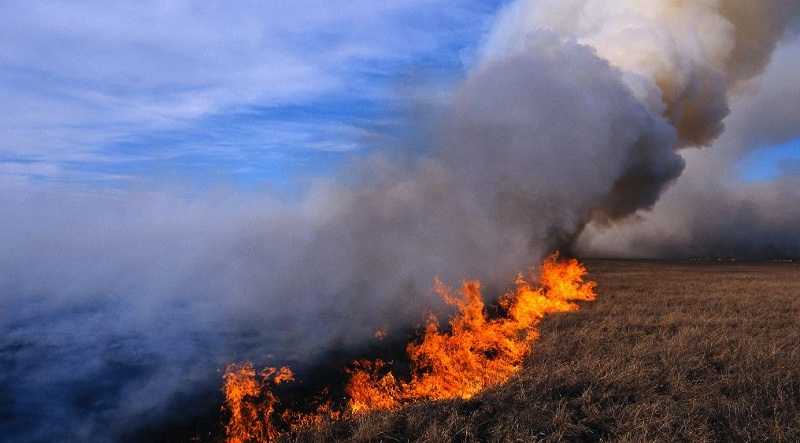 मङ्गोलियाको ७ लाख हेक्टर वन क्षेत्रमा डढेलो