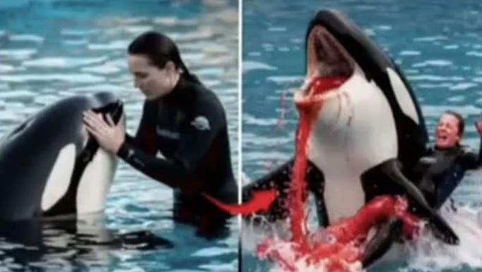 ओर्का ह्वेलले प्रशिक्षक जेसिकालाई आक्रमण गरेको हो ? यस्तो छ वास्तविकता​