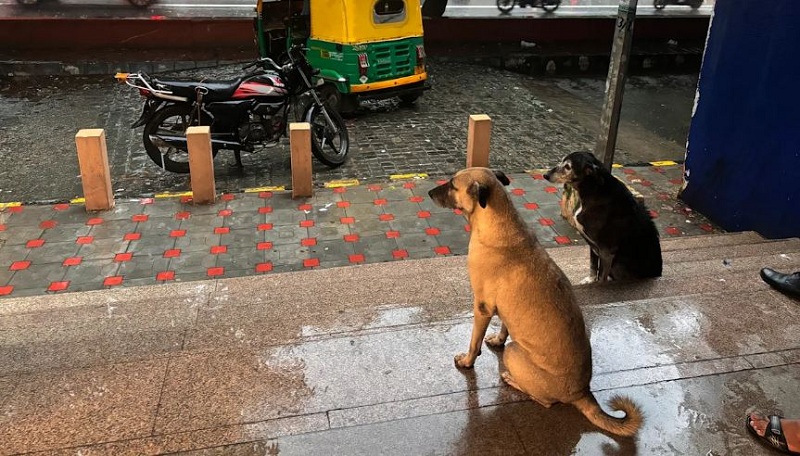 दिल्लीमा बेवारिसे कुकुरहरूलाई नियन्त्रण गर्न भारतीय सर्वोच्च अदालतको आदेश