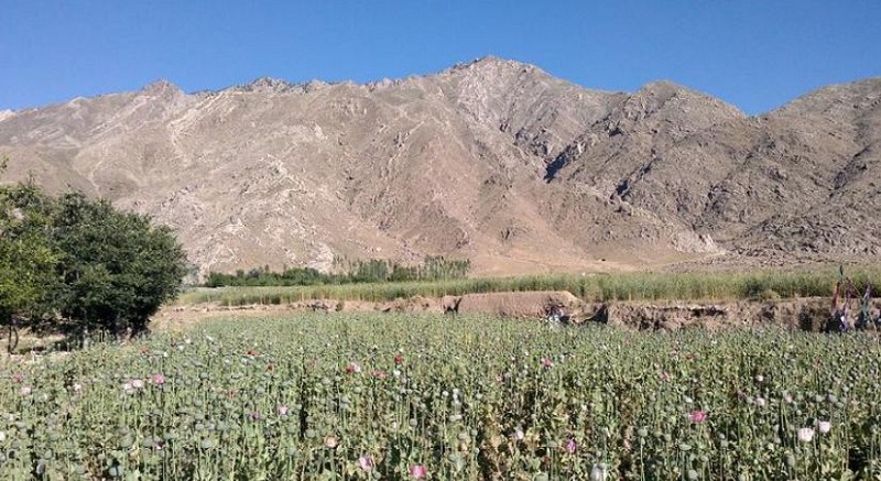 अफगानिस्तानमा २० प्रतिशतले घट्यो अफिम खेती